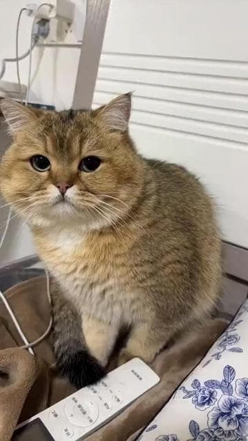 Content from tiktok
